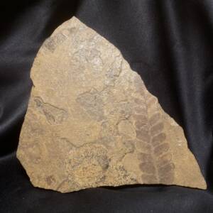 Fougère Fossile