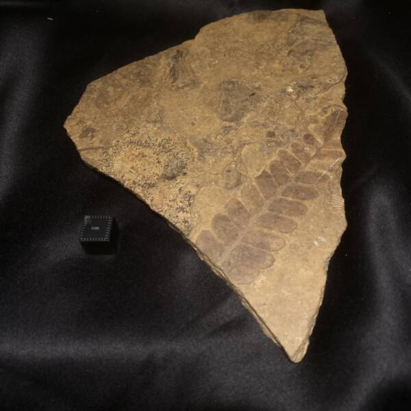 Fougère Fossile