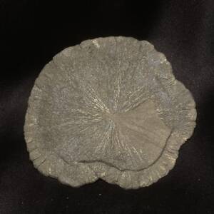 Marcassite "Dollar"