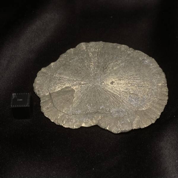 Marcassite "Dollar"
