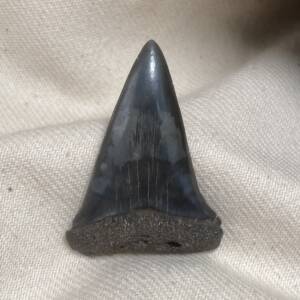 Dent de Carcharodon, Mégalodon