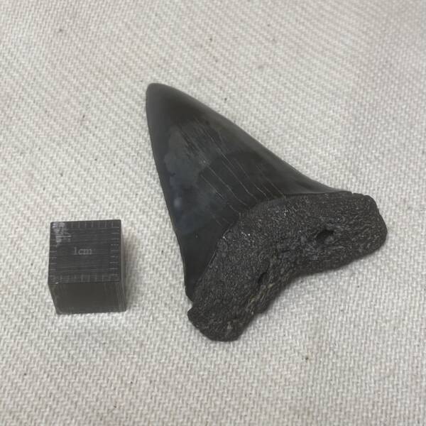 Dent de Carcharodon, Mégalodon