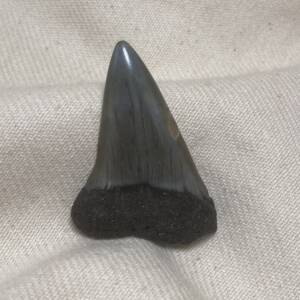 Dent de Carcharodon, Mégalodon