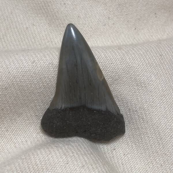 Dent de Carcharodon, Mégalodon