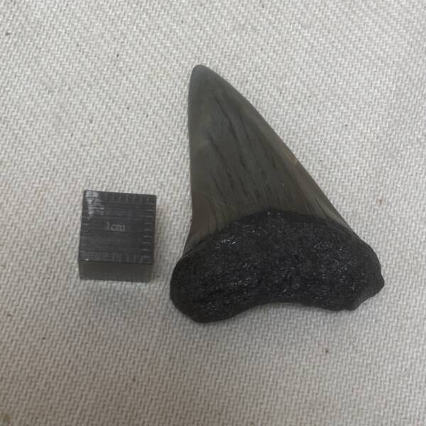 Dent de Carcharodon, Mégalodon