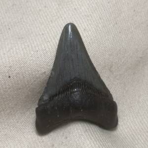 Dent de Carcharodon, Mégalodon