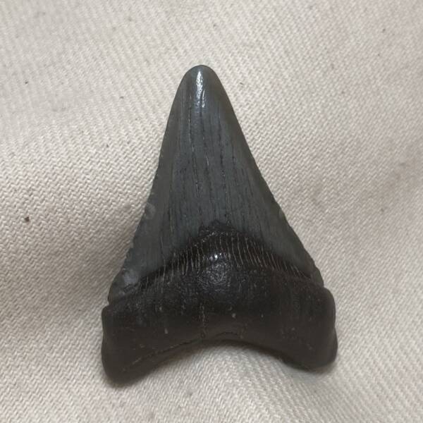 Dent de Carcharodon, Mégalodon