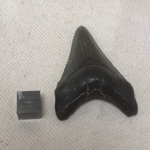 Dent de Carcharodon, Mégalodon