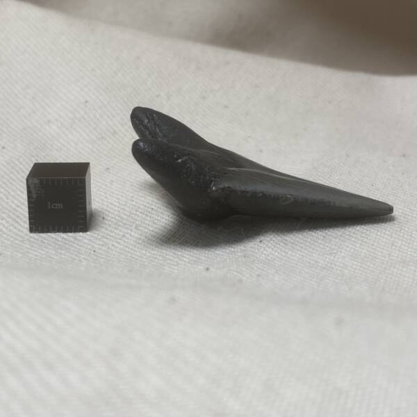 Dent de Carcharodon, Mégalodon