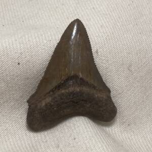 Dent de Carcharodon, Mégalodon