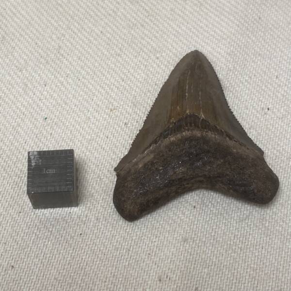 Dent de Carcharodon, Mégalodon
