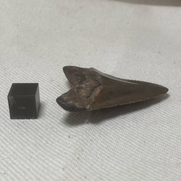 Dent de Carcharodon, Mégalodon