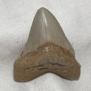 Dent de Carcharodon, Mégalodon