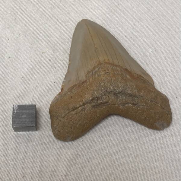 Dent de Carcharodon, Mégalodon