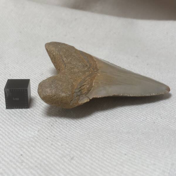 Dent de Carcharodon, Mégalodon