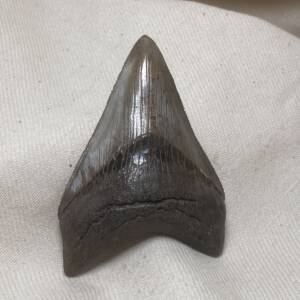 Dent de Carcharodon, Mégalodon