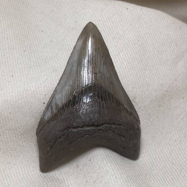 Dent de Carcharodon, Mégalodon