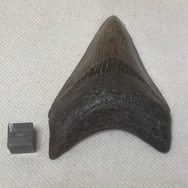 Dent de Carcharodon, Mégalodon