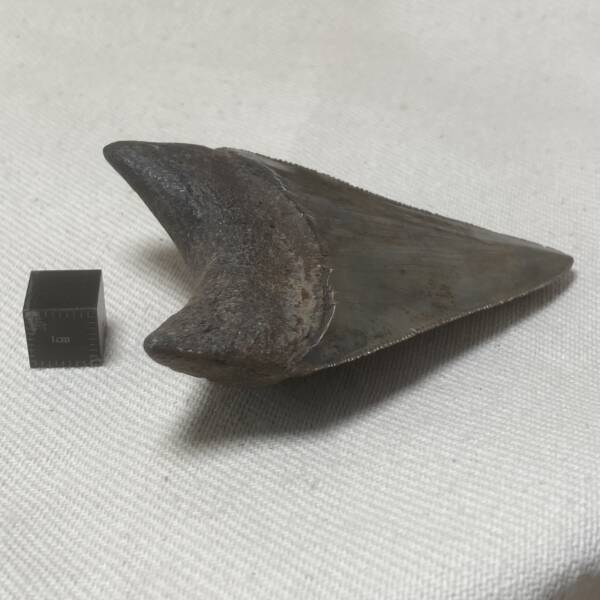 Dent de Carcharodon, Mégalodon