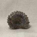 Ammonite "Tractor" de Madagascar