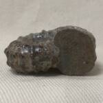 Ammonite "Tractor" de Madagascar