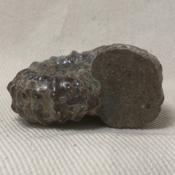 Ammonite "Tractor" de Madagascar