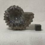 Ammonite "Tractor" de Madagascar