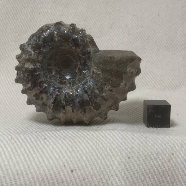 Ammonite "Tractor" de Madagascar