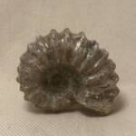Ammonite "Tractor" de Madagascar