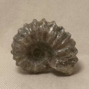 Ammonite "Tractor" de Madagascar