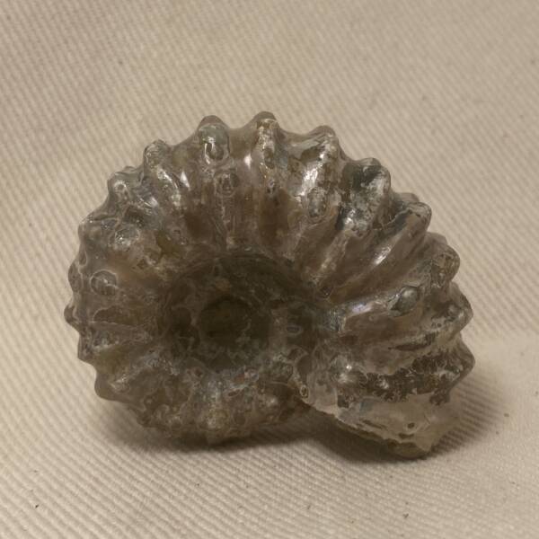 Ammonite "Tractor" de Madagascar