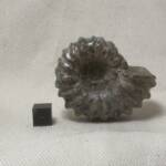 Ammonite "Tractor" de Madagascar