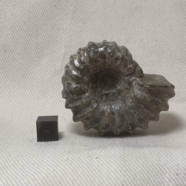 Ammonite "Tractor" de Madagascar