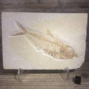 Poisson fossile Diplomystus
