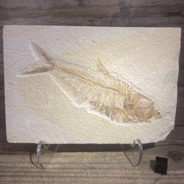 Poisson fossile Diplomystus