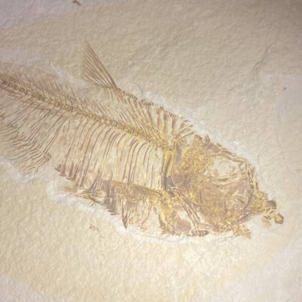 Poisson fossile Diplomystus