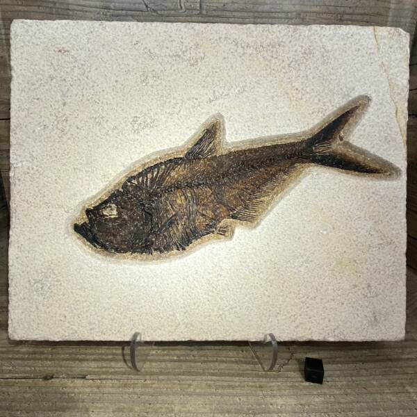 Poisson fossile Diplomystus
