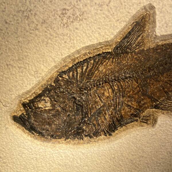 Poisson fossile Dyplomistus