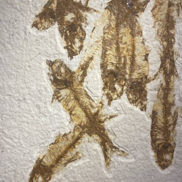 Poisson fossile Knightia