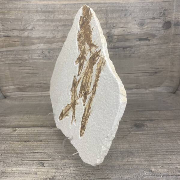 Poisson fossile Knightia