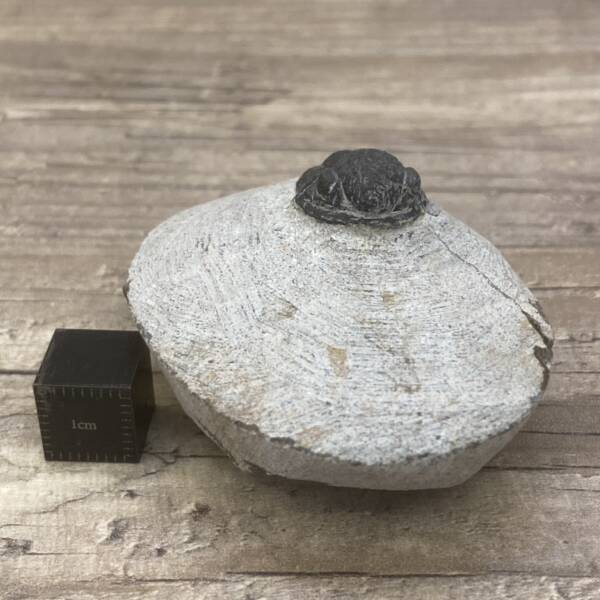 Trilobite Gerastos Proetus