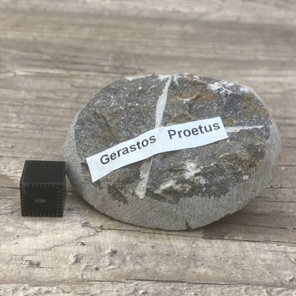 Trilobite Gerastos Proetus
