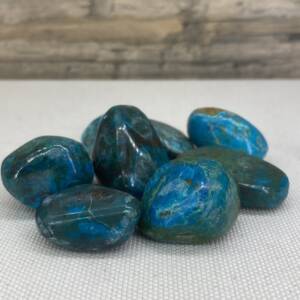Chrysocolle polie