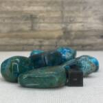 Chrysocolle polie