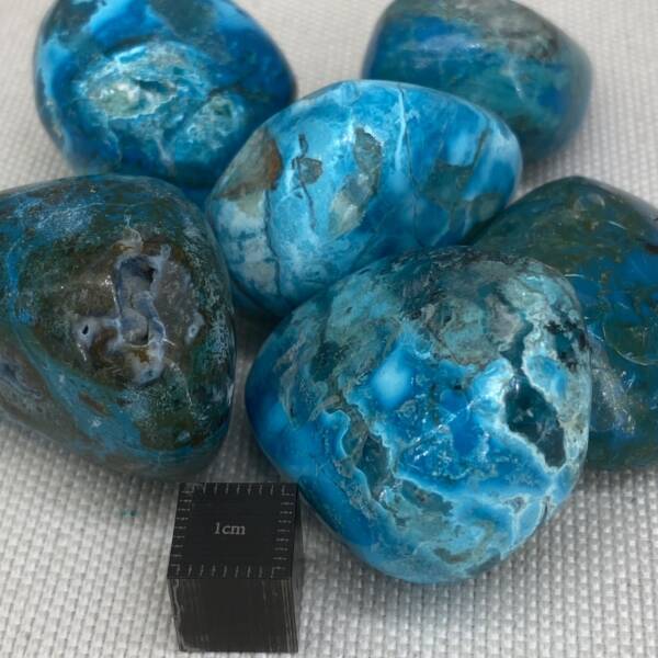 Chrysocolle polie