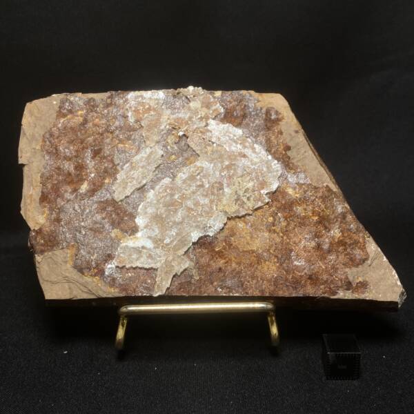 Feuille fossile