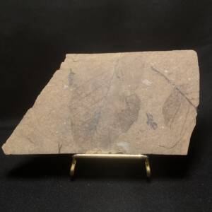 Feuille fossile