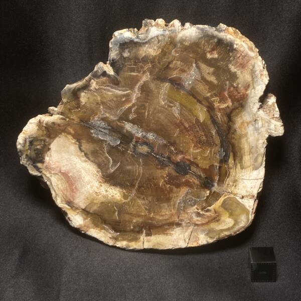 Bois Fossile