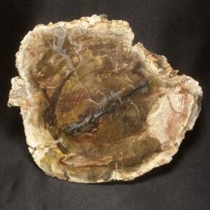 Bois Fossile