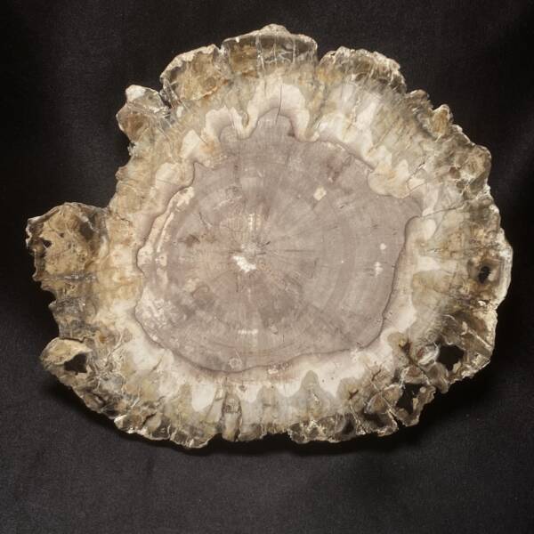 Bois Fossile